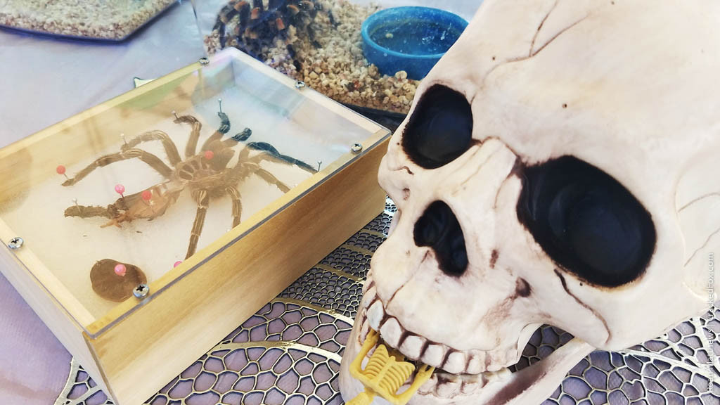eamd-2019-muertos-fall-fest-akl-74