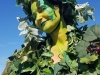 eamd-2019-muertos-fall-fest-grapes-stilts-102