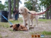 eamd-paws-in-park2-2602